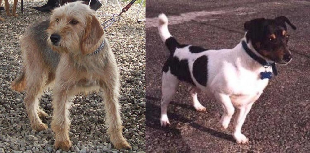 Teddy Roosevelt Terrier vs Bosnian Coarse-Haired Hound - Breed Comparison