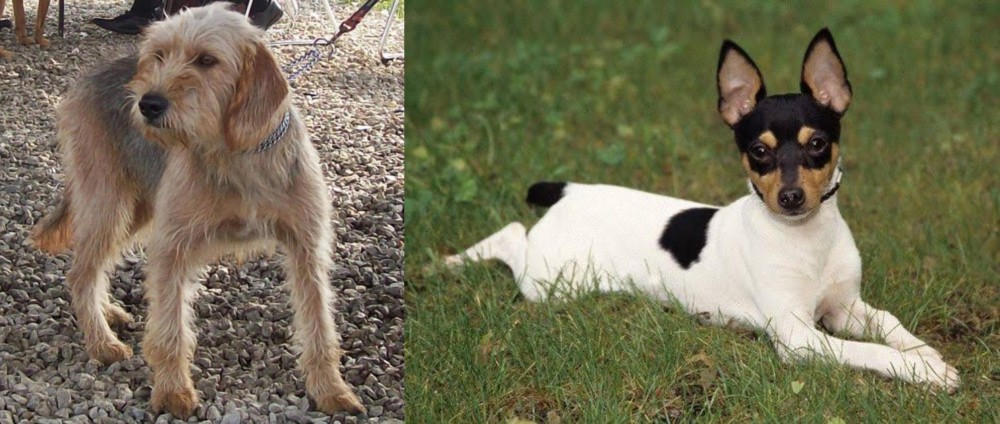 Toy Fox Terrier vs Bosnian Coarse-Haired Hound - Breed Comparison