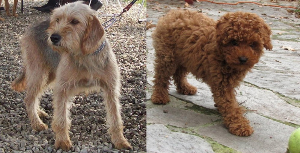 Toy Poodle vs Bosnian Coarse-Haired Hound - Breed Comparison