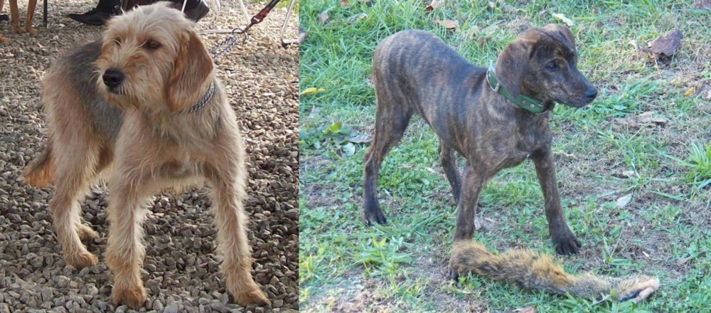 Treeing Cur vs Bosnian Coarse-Haired Hound - Breed Comparison