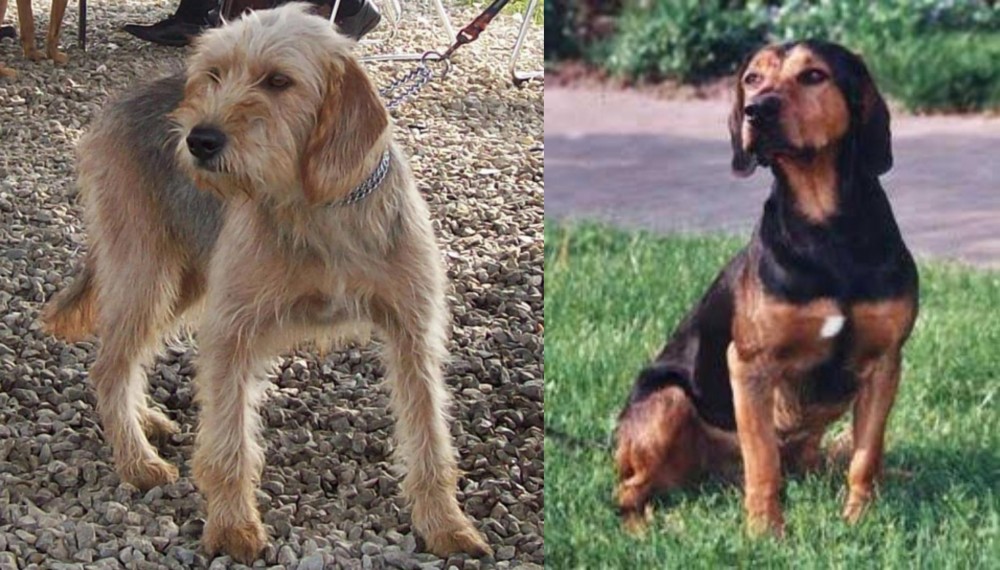 Tyrolean Hound vs Bosnian Coarse-Haired Hound - Breed Comparison