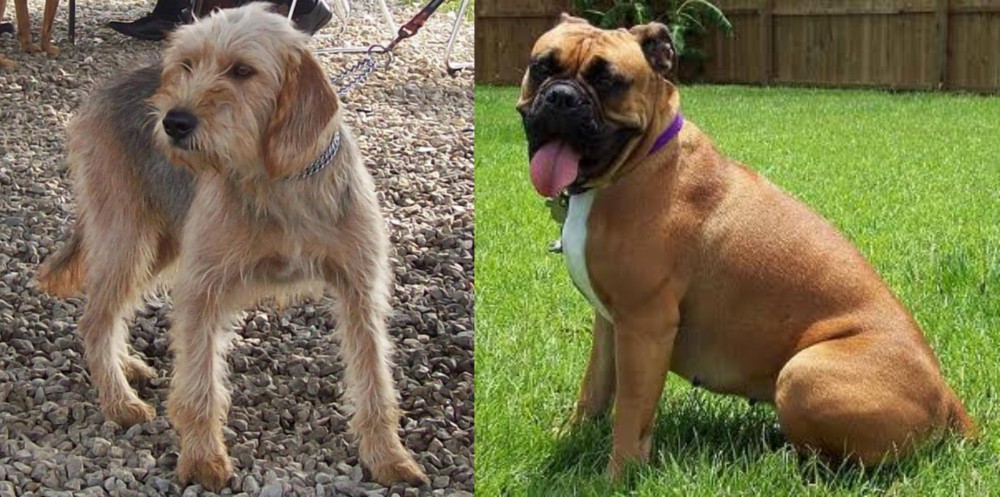 Valley Bulldog vs Bosnian Coarse-Haired Hound - Breed Comparison