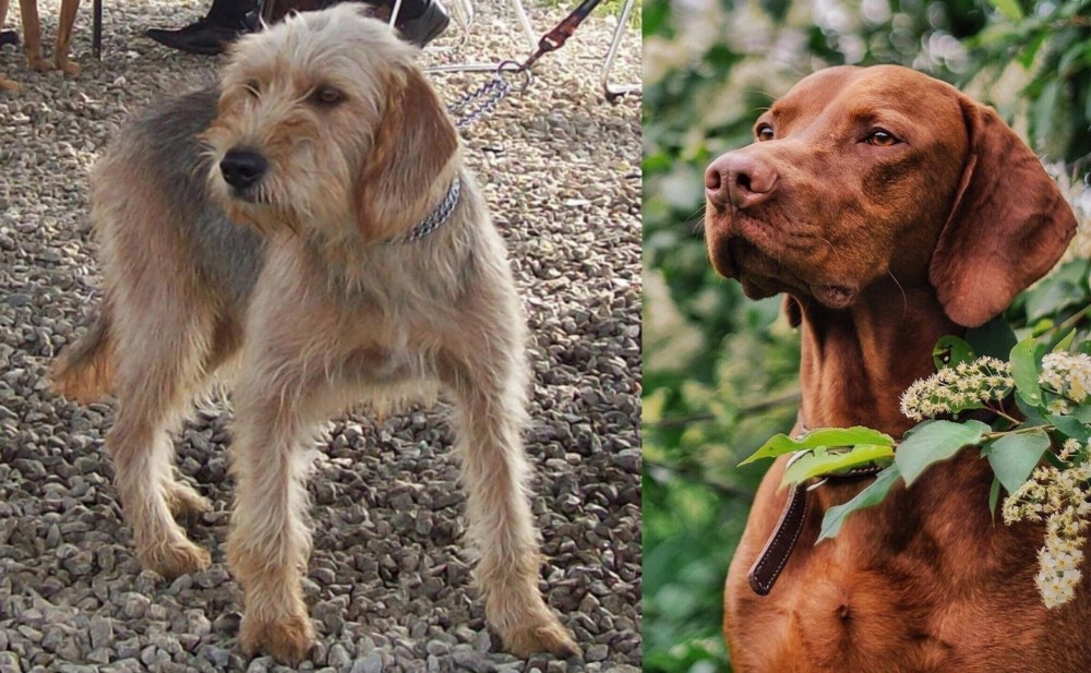 Vizsla vs Bosnian Coarse-Haired Hound - Breed Comparison