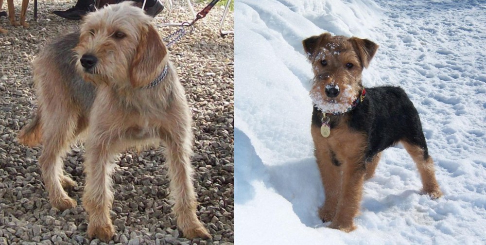 Welsh Terrier vs Bosnian Coarse-Haired Hound - Breed Comparison