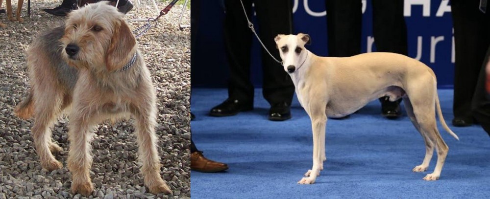 Whippet vs Bosnian Coarse-Haired Hound - Breed Comparison