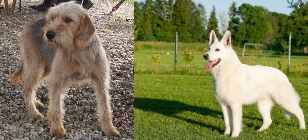 White Shepherd vs Bosnian Coarse-Haired Hound - Breed Comparison
