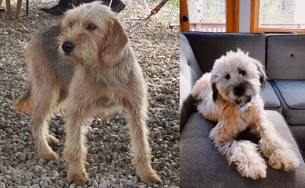 Whoodles vs Bosnian Coarse-Haired Hound - Breed Comparison