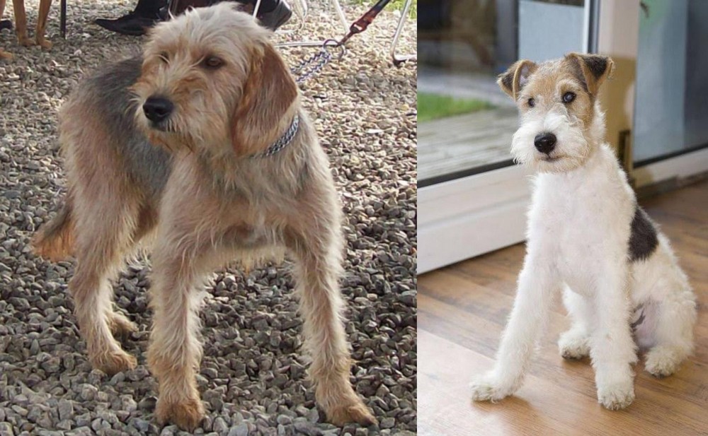Wire Fox Terrier vs Bosnian Coarse-Haired Hound - Breed Comparison