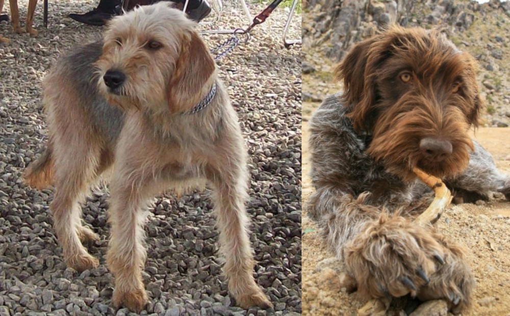 Wirehaired Pointing Griffon vs Bosnian Coarse-Haired Hound - Breed Comparison