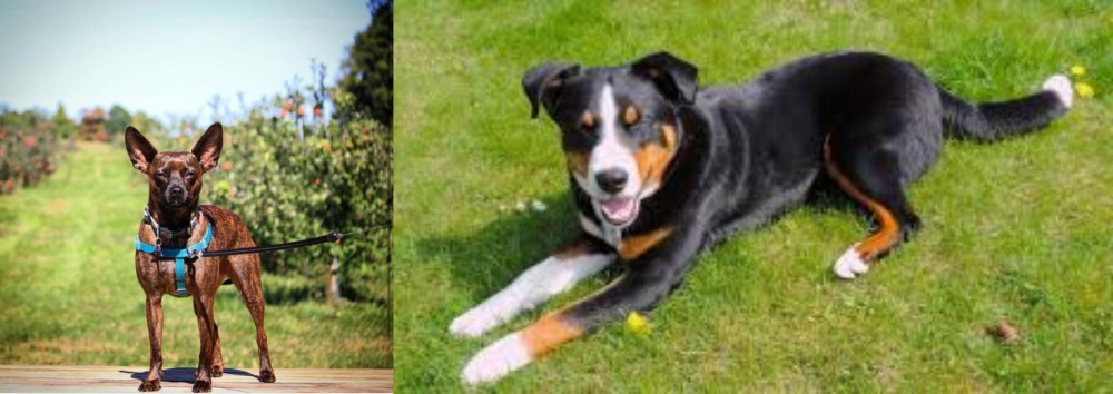 Appenzell Mountain Dog vs Bospin - Breed Comparison