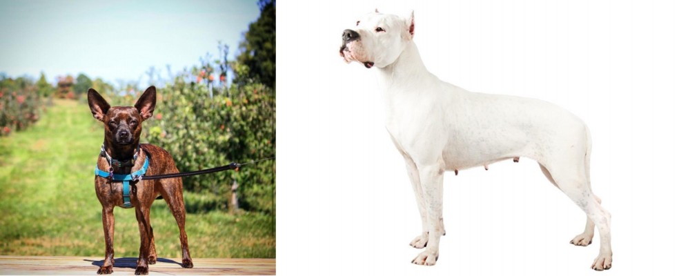 Argentine Dogo vs Bospin - Breed Comparison