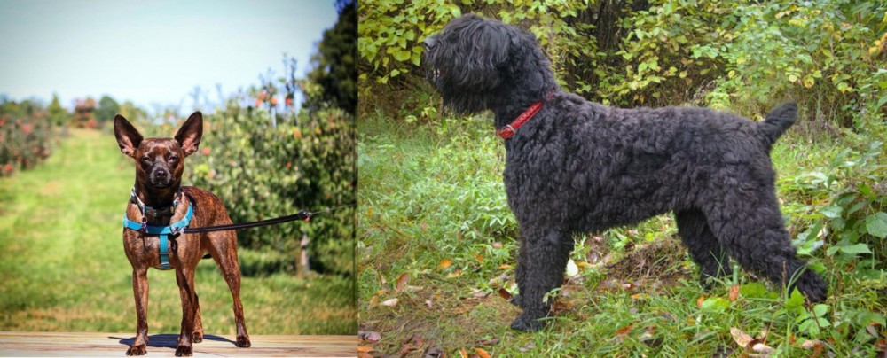Black Russian Terrier vs Bospin - Breed Comparison