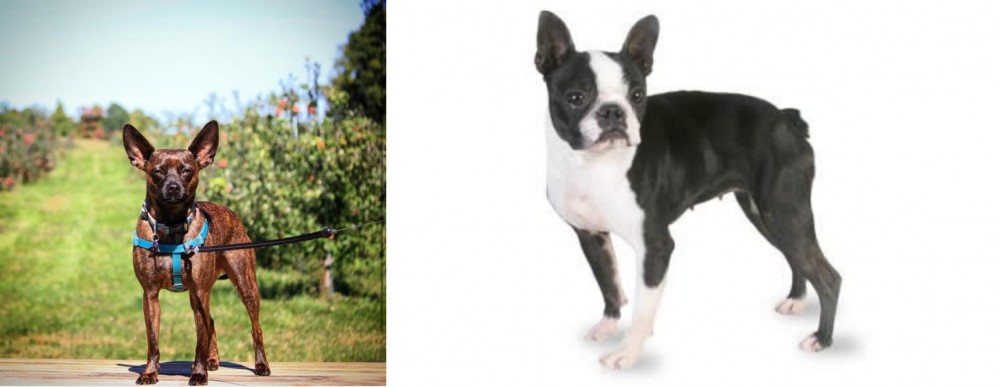 Boston Terrier vs Bospin - Breed Comparison