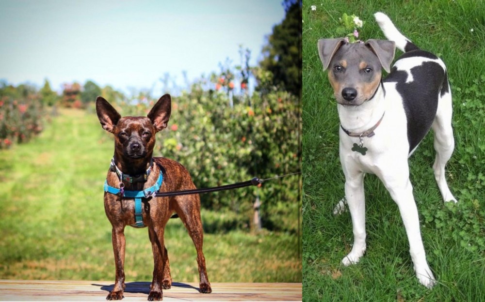 Brazilian Terrier vs Bospin - Breed Comparison