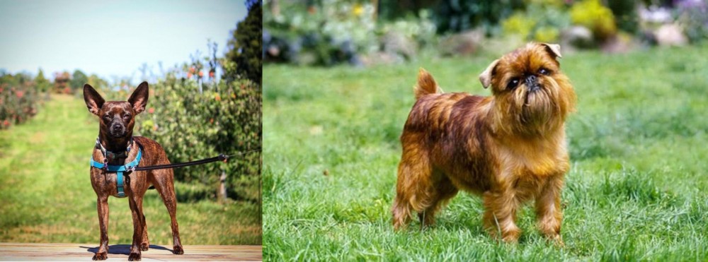 Brussels Griffon vs Bospin - Breed Comparison