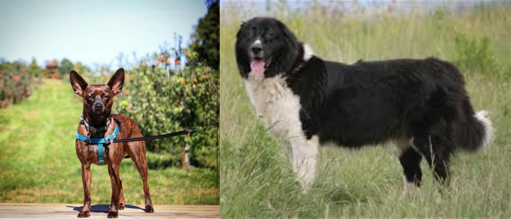 Bulgarian Shepherd vs Bospin - Breed Comparison