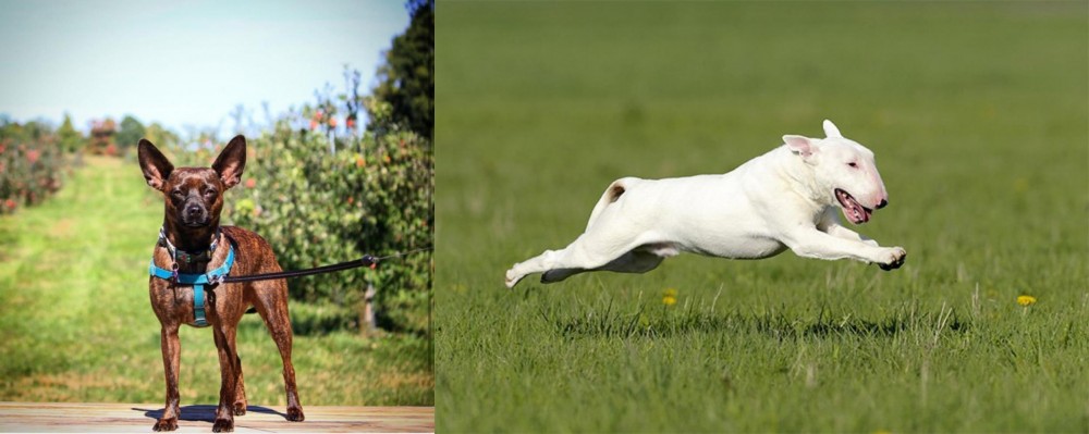 Bull Terrier vs Bospin - Breed Comparison