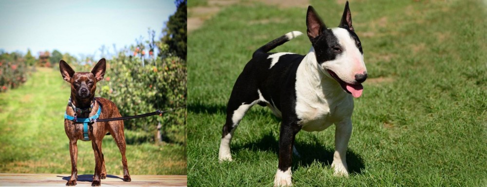 Bull Terrier Miniature vs Bospin - Breed Comparison