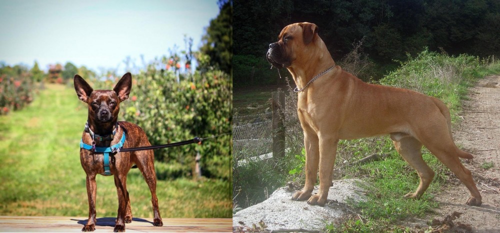 Bullmastiff vs Bospin - Breed Comparison