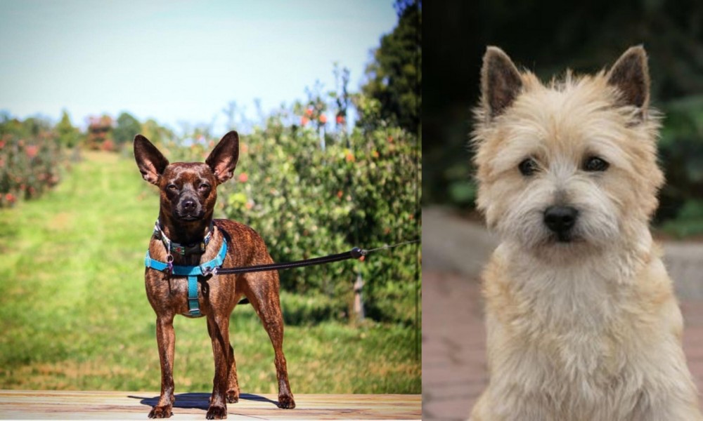 Cairn Terrier vs Bospin - Breed Comparison