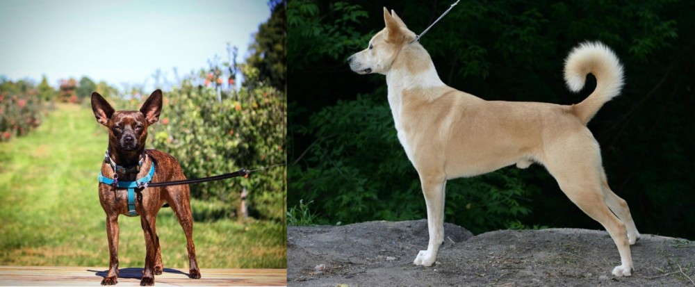 Canaan Dog vs Bospin - Breed Comparison