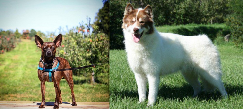 Canadian Eskimo Dog vs Bospin - Breed Comparison