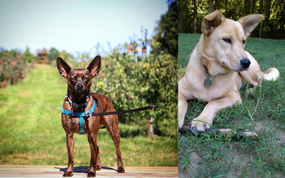 Carolina Dog vs Bospin - Breed Comparison