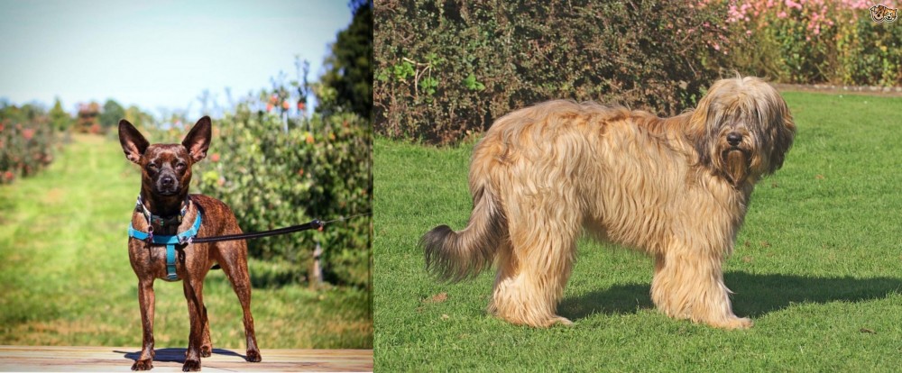 Catalan Sheepdog vs Bospin - Breed Comparison