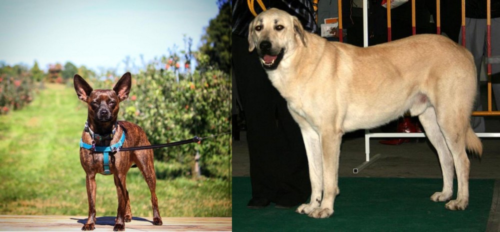 Central Anatolian Shepherd vs Bospin - Breed Comparison