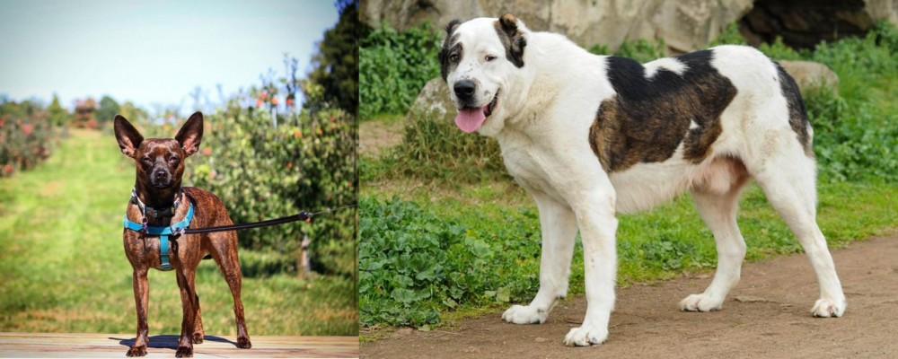 Central Asian Shepherd vs Bospin - Breed Comparison