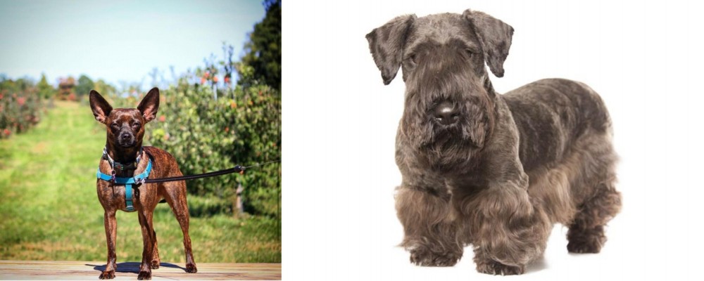 Cesky Terrier vs Bospin - Breed Comparison
