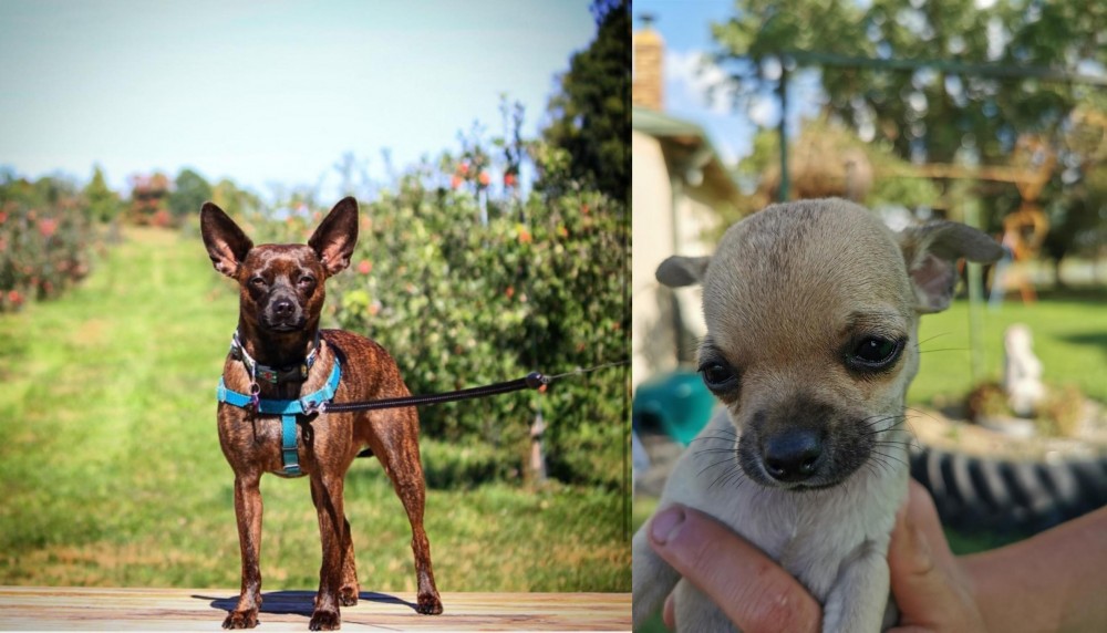 Chihuahua vs Bospin - Breed Comparison