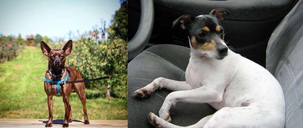 Chilean Fox Terrier vs Bospin - Breed Comparison