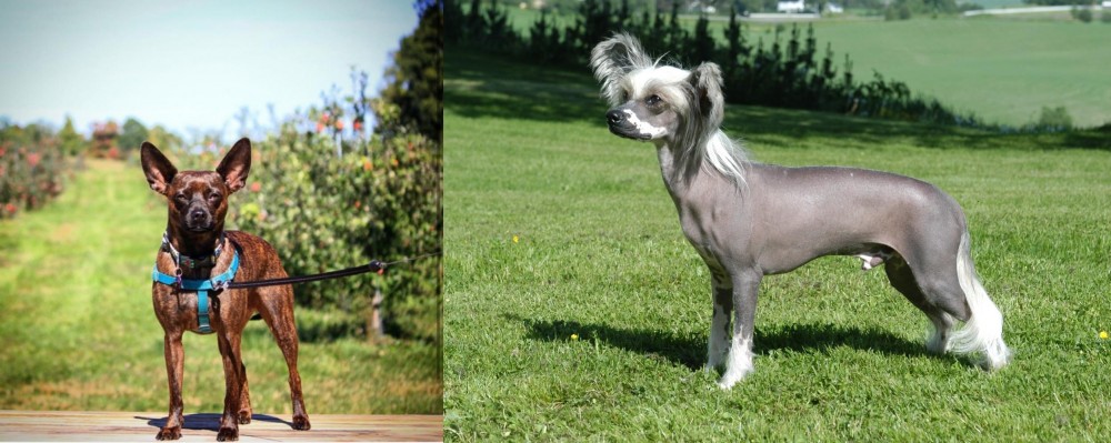 Chinese Crested Dog vs Bospin - Breed Comparison
