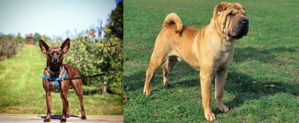 Chinese Shar Pei vs Bospin - Breed Comparison