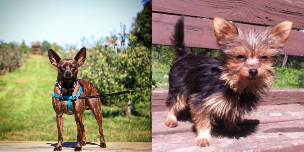 Chorkie vs Bospin - Breed Comparison