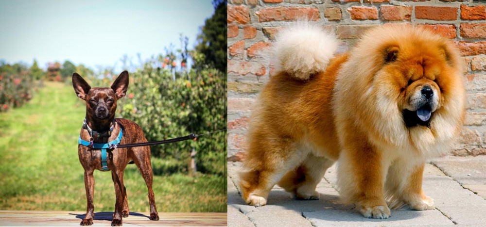 Chow Chow vs Bospin - Breed Comparison