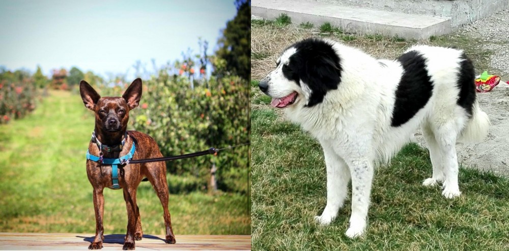 Ciobanesc de Bucovina vs Bospin - Breed Comparison