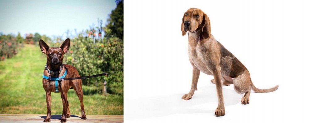 Coonhound vs Bospin - Breed Comparison
