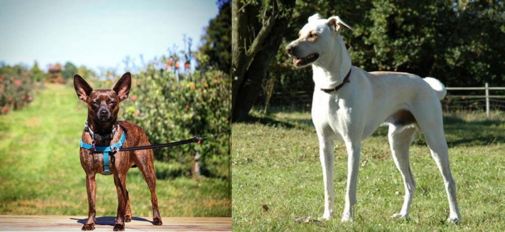 Cretan Hound vs Bospin - Breed Comparison