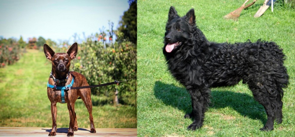 Croatian Sheepdog vs Bospin - Breed Comparison