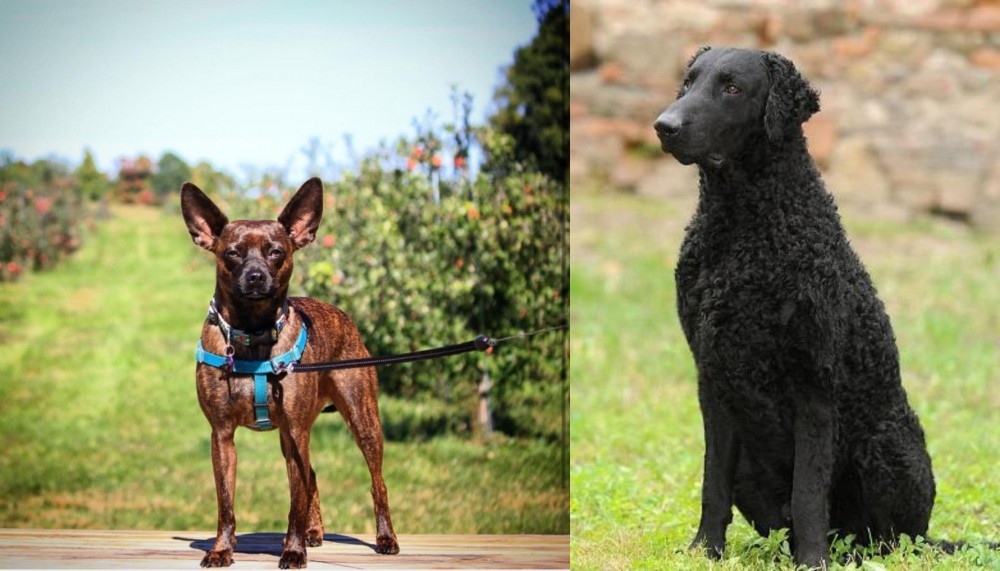 Curly Coated Retriever vs Bospin - Breed Comparison