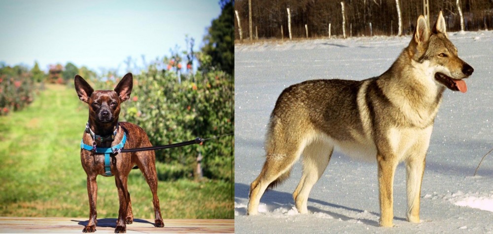 Czechoslovakian Wolfdog vs Bospin - Breed Comparison