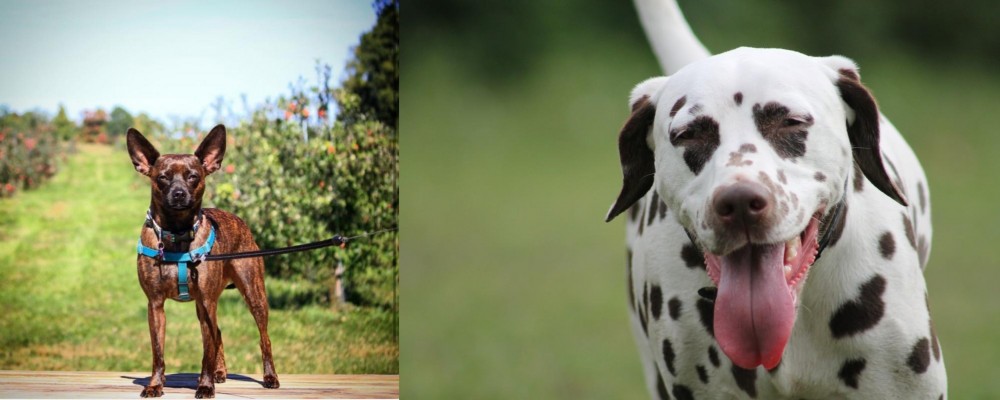 Dalmatian vs Bospin - Breed Comparison