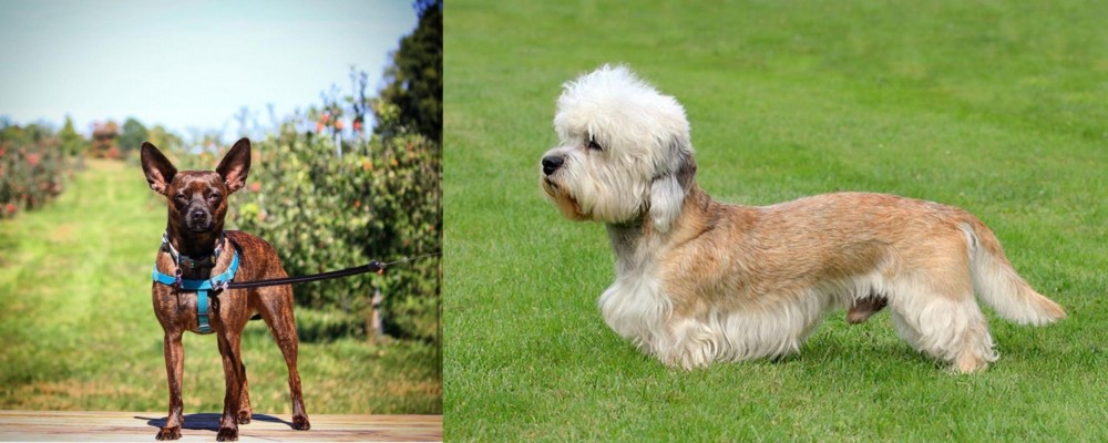 Dandie Dinmont Terrier vs Bospin - Breed Comparison