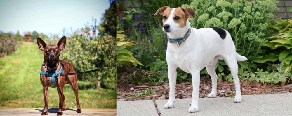 Danish Swedish Farmdog vs Bospin - Breed Comparison