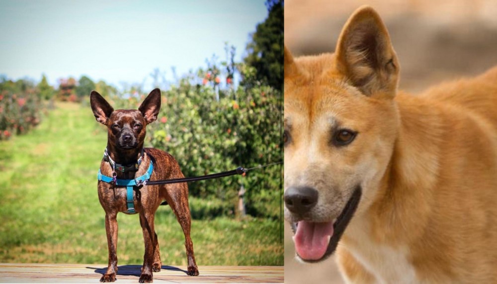 Dingo vs Bospin - Breed Comparison
