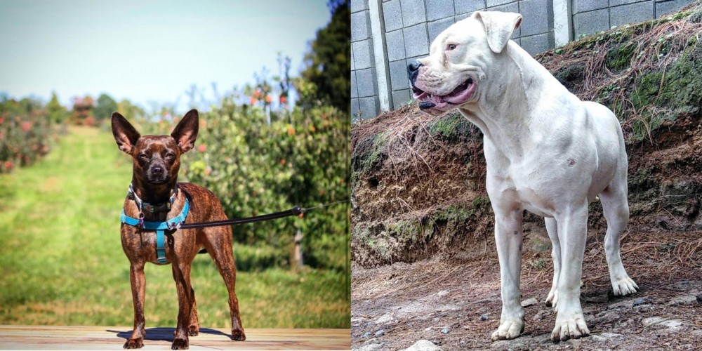 Dogo Guatemalteco vs Bospin - Breed Comparison