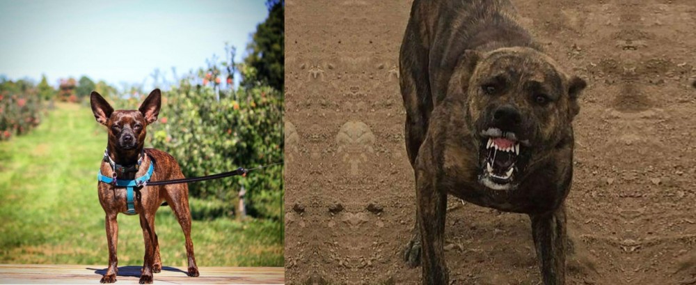 Dogo Sardesco vs Bospin - Breed Comparison