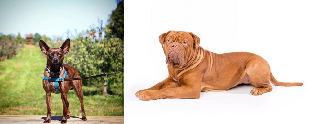 Dogue De Bordeaux vs Bospin - Breed Comparison